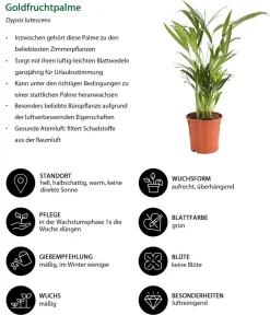 Dehner Zimmerpflanzen-Sets|Grünpflanzen > Zimmerpflanzen-Set Home Office, 3-teilig
