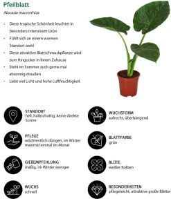 Dehner Zimmerpflanzen-Sets|Grünpflanzen > Zimmerpflanzen-Set Home Office, 3-teilig