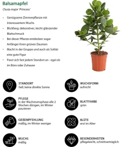 Dehner Zimmerpflanzen-Sets|Grünpflanzen > Zimmerpflanzen-Set Home Office, 3-teilig
