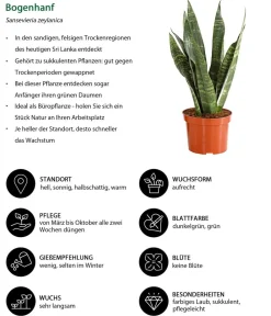 Dehner Zimmerpflanzen-Sets|Grünpflanzen > Zimmerpflanzen-Set I Will Survive, 3-teilig