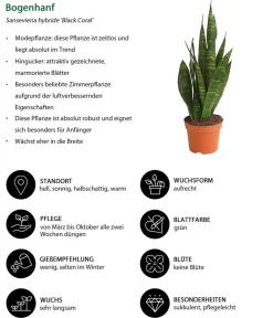 Dehner Zimmerpflanzen-Sets|Grünpflanzen > Zimmerpflanzen-Set I Will Survive, 3-teilig