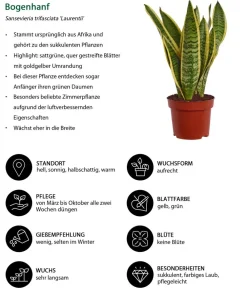 Dehner Zimmerpflanzen-Sets|Grünpflanzen - Zimmerpflanzen-Set I Will Survive, 3-teilig