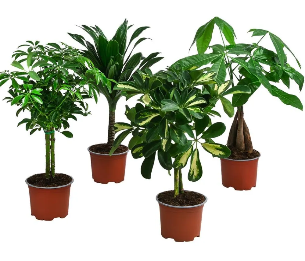 Dehner Zimmerpflanzen-Set Kleine Stämmchen 4-teilig