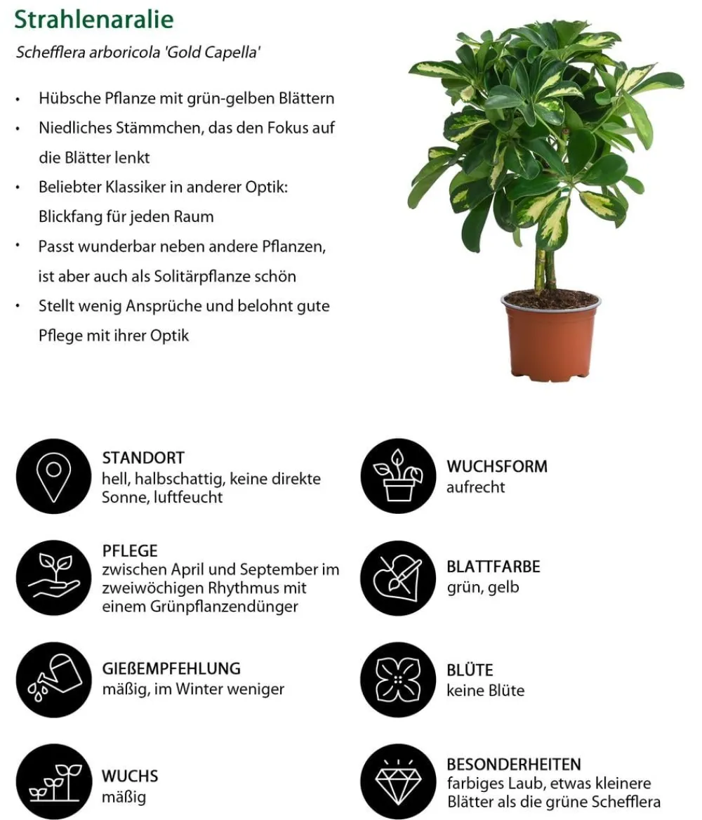 Dehner Zimmerpflanzen-Set Kleine Stämmchen 4-teilig