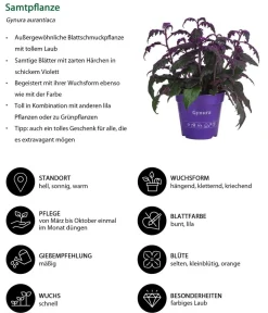 Dehner Zimmerpflanzen-Sets|Grünpflanzen > Zimmerpflanzen-Set Mystische Aura, 3-teilig