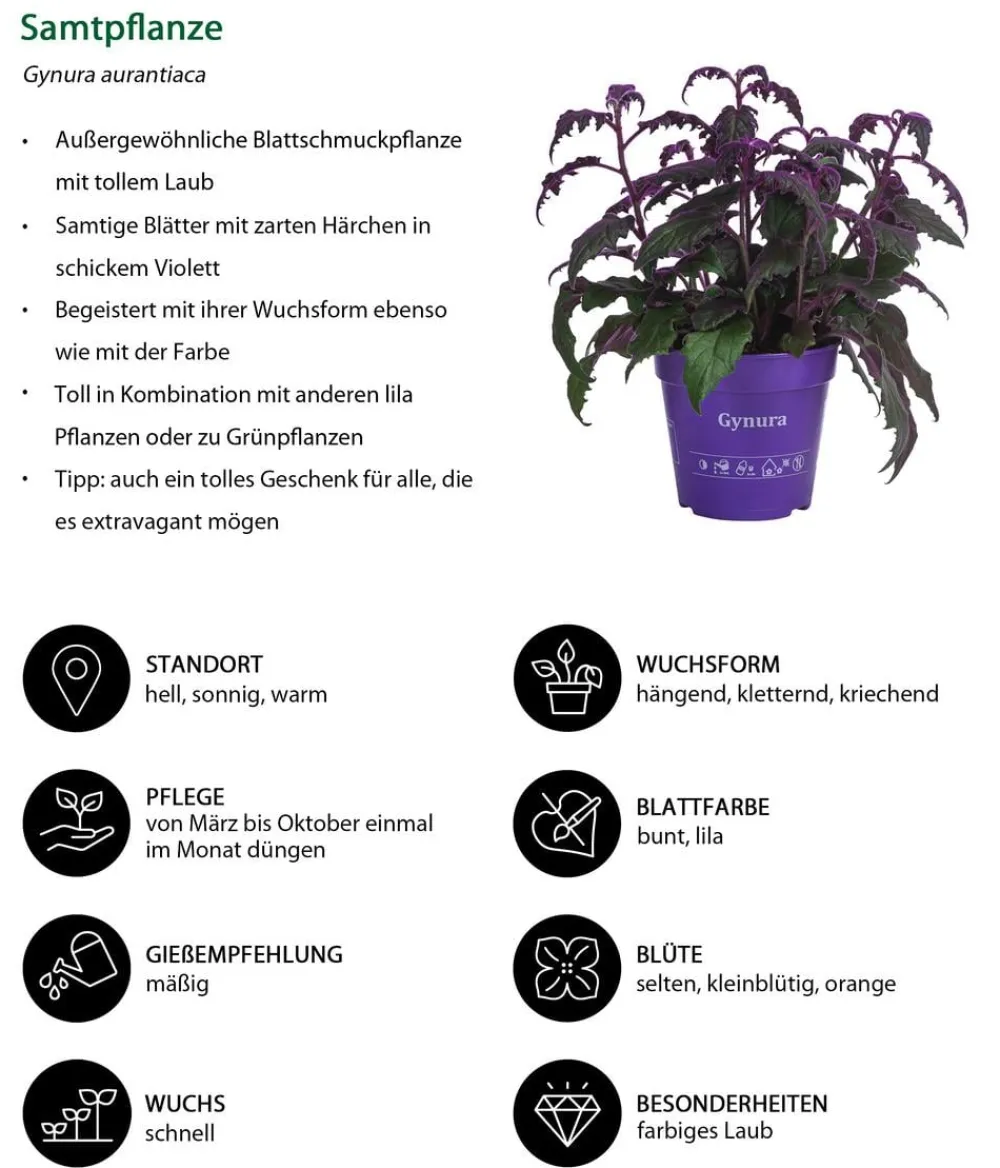 Dehner Zimmerpflanzen-Sets|Grünpflanzen > Zimmerpflanzen-Set Mystische Aura, 3-teilig