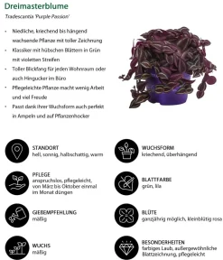 Dehner Zimmerpflanzen-Sets|Grünpflanzen > Zimmerpflanzen-Set Mystische Aura, 3-teilig