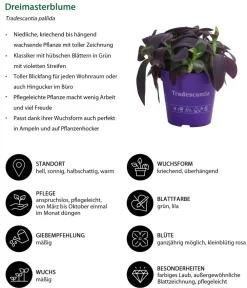 Dehner Zimmerpflanzen-Sets|Grünpflanzen > Zimmerpflanzen-Set Mystische Aura, 3-teilig