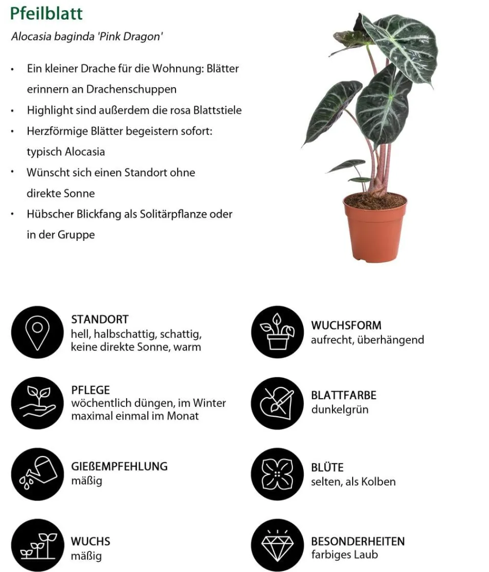 Dehner Zimmerpflanzen-Sets|Grünpflanzen > Zimmerpflanzen-Set New Glamour, 3-teilig