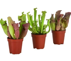 Dehner Zimmerpflanzen-Sets|Grünpflanzen > Zimmerpflanzen-Set Schlauchpflanzen - Sarracenia Mix, 3-teilig