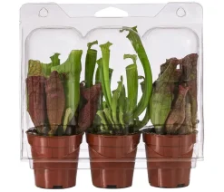 Dehner Zimmerpflanzen-Sets|Grünpflanzen > Zimmerpflanzen-Set Schlauchpflanzen - Sarracenia Mix, 3-teilig