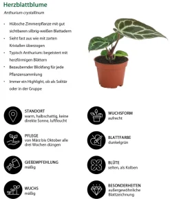 Dehner Zimmerpflanzen-Set faden, 2-teilig Online