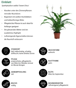 Dehner Zimmerpflanzen-Sets|Grünpflanzen - Zimmerpflanzen-Set Tief Durchatmen, 3-teilig Grün