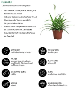 Dehner Zimmerpflanzen-Sets|Grünpflanzen - Zimmerpflanzen-Set Tief Durchatmen, 3-teilig Grün