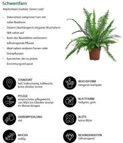 Dehner Zimmerpflanzen-Sets|Grünpflanzen - Zimmerpflanzen-Set Tief Durchatmen, 3-teilig Grün