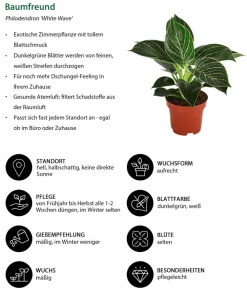 Dehner Zimmerpflanzen-Sets|Grünpflanzen > Zimmerpflanzen-Set Trend, 3-teilig