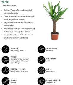 Dehner Zimmerpflanzen-Sets|Grünpflanzen - Zimmerpflanzen-Set Tropical, 5-teilig
