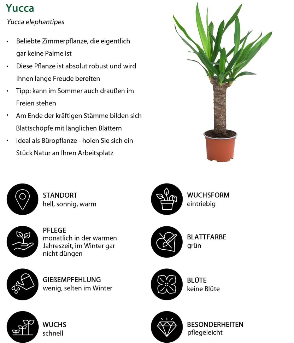 Dehner Zimmerpflanzen-Sets|Grünpflanzen - Zimmerpflanzen-Set Tropical, 5-teilig