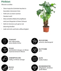 Dehner Zimmerpflanzen-Sets|Grünpflanzen - Zimmerpflanzen-Set Tropical, 5-teilig