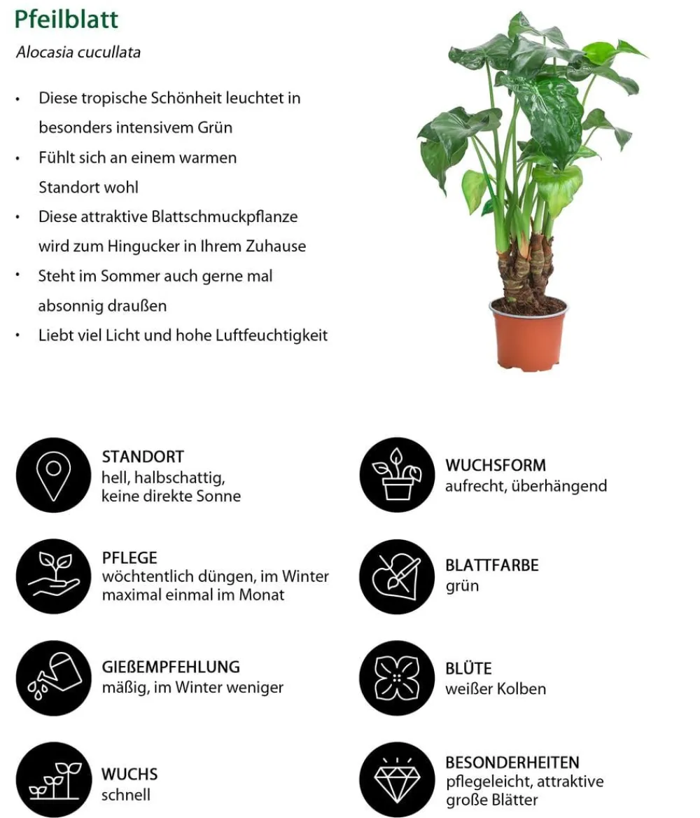 Dehner Zimmerpflanzen-Sets|Grünpflanzen - Zimmerpflanzen-Set Tropical, 5-teilig