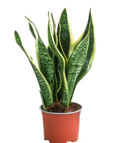 Dehner Zimmerpflanzen-Sets|Grünpflanzen - Zimmerpflanzen-Set Tropical, 5-teilig