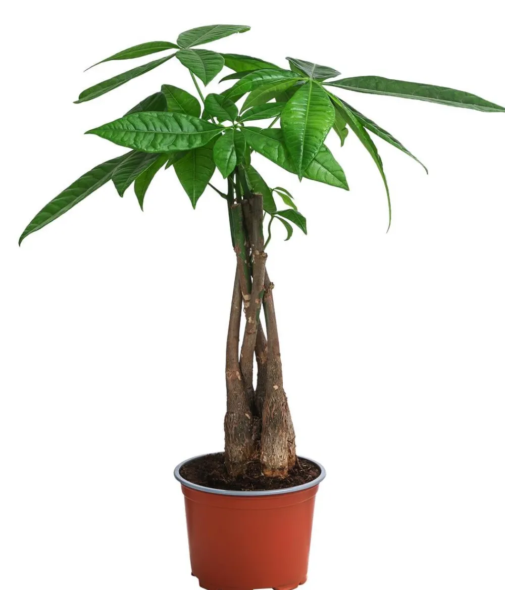 Dehner Zimmerpflanzen-Sets|Grünpflanzen - Zimmerpflanzen-Set Tropical, 5-teilig