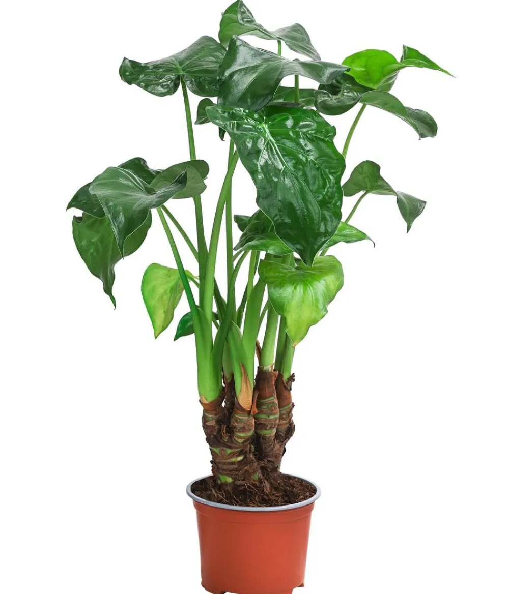 Dehner Zimmerpflanzen-Sets|Grünpflanzen - Zimmerpflanzen-Set Tropical, 5-teilig