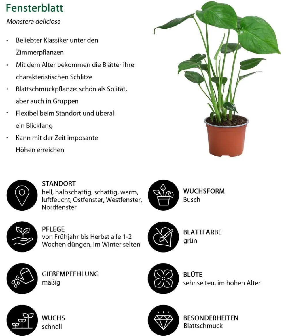 Dehner Zimmerpflanzen-Sets|Grünpflanzen - Zimmerpflanzen-Set Tropical, 5-teilig