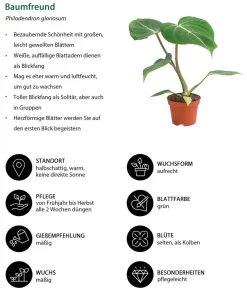 Dehner Zimmerpflanzen-Set Urwaldschätze, 3-teilig Grün