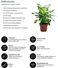 Dehner Zimmerpflanzen-Sets|Grünpflanzen - Zimmerpflanzen-Set bunt, 3-teilig