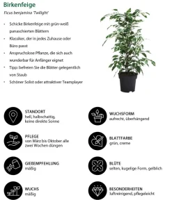 Dehner Zimmerpflanzen-Sets|Grünpflanzen - Zimmerpflanzen-Set bunt, 3-teilig