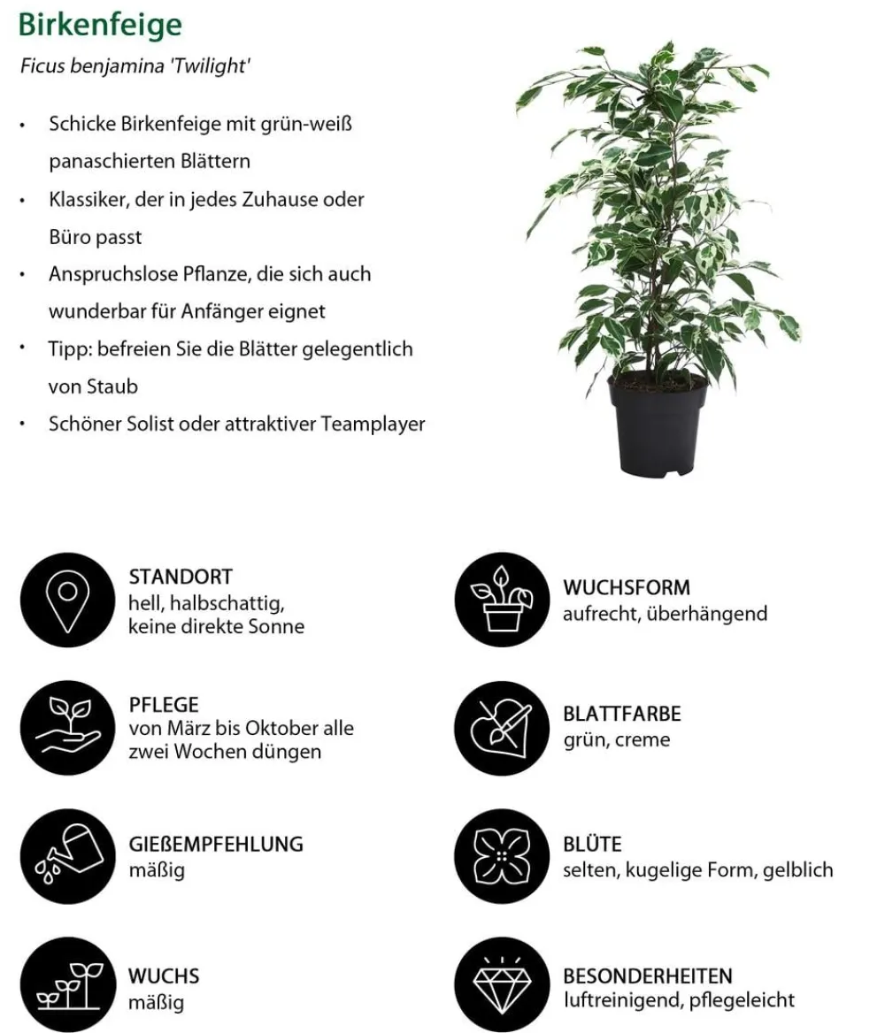 Dehner Zimmerpflanzen-Sets|Grünpflanzen - Zimmerpflanzen-Set bunt, 3-teilig