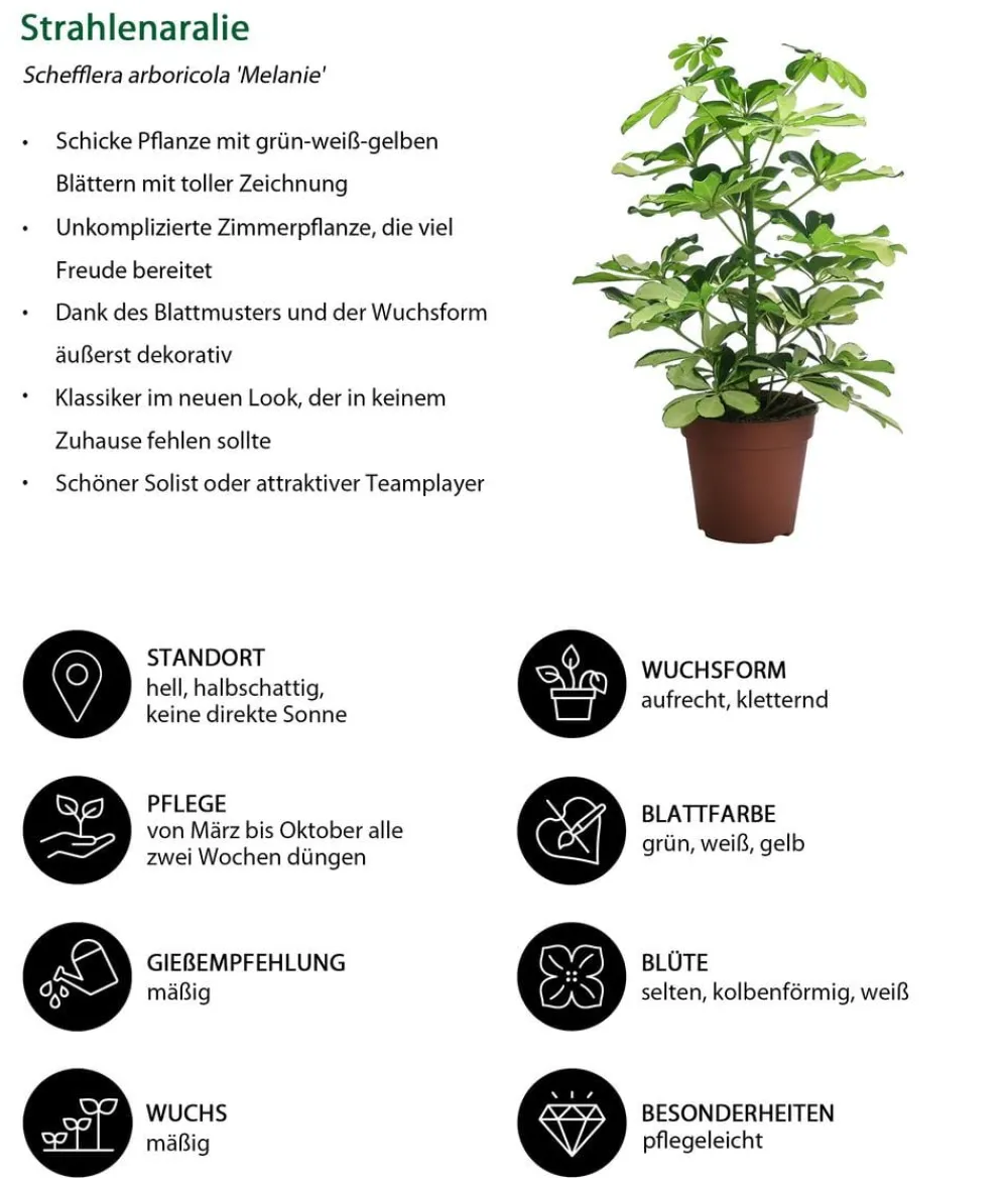 Dehner Zimmerpflanzen-Sets|Grünpflanzen - Zimmerpflanzen-Set bunt, 3-teilig