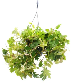Dehner Zimmerrebe - Cissus rhombifolia 'Ellen Danica' Grün Online