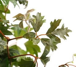 Dehner Hängepflanzen|Grünpflanzen - Zimmerrebe - Cissus rhombifolia 'Ellen Danica' Grün