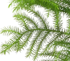 Dehner Grünpflanzen > Zimmertanne - Araucaria heterophylla