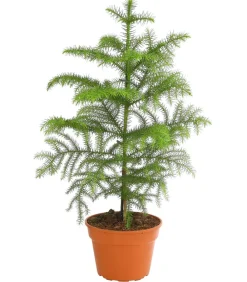 Dehner Grünpflanzen > Zimmertanne - Araucaria heterophylla
