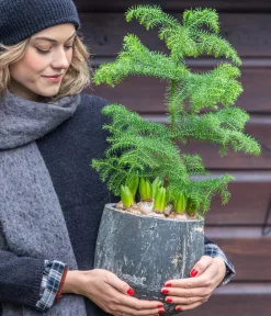 Dehner Grünpflanzen - Zimmertanne - Araucaria heterophylla Grün