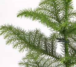 Dehner Grünpflanzen - Zimmertanne - Araucaria heterophylla Grün