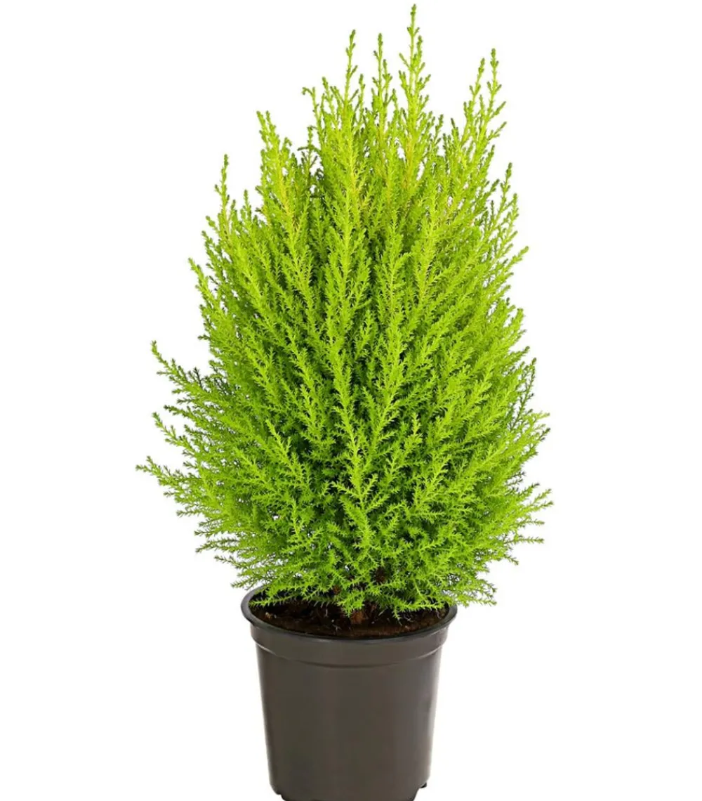 Dehner Terrassenpflanzen|Grünpflanzen > Zimmerzypresse 'Goldcrest', Pyramide