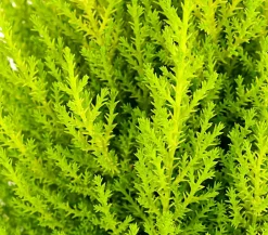 Dehner Terrassenpflanzen|Grünpflanzen > Zimmerzypresse 'Goldcrest', Pyramide