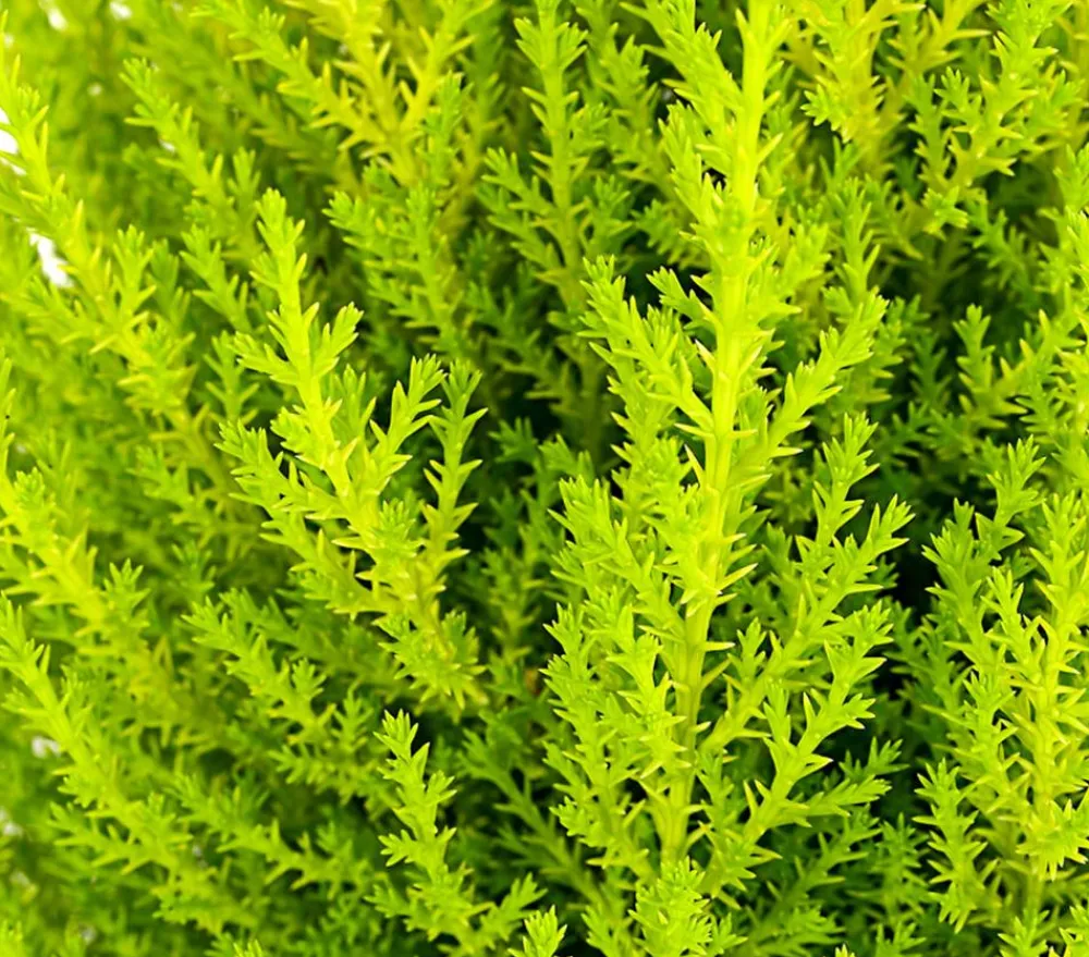 Dehner Terrassenpflanzen|Grünpflanzen > Zimmerzypresse 'Goldcrest', Pyramide