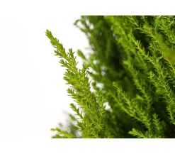 Dehner Zimmerzypresse 'Goldcrest', Pyramide Hellgrün Best