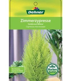 Dehner Terrassenpflanzen|Grünpflanzen - Zimmerzypresse 'Goldcrest', Pyramide Hellgrün