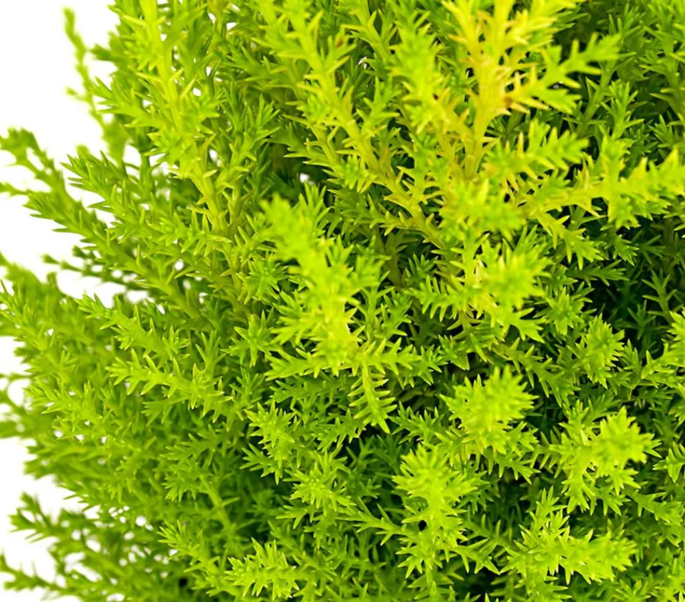 Dehner Terrassenpflanzen|Grünpflanzen - Zimmerzypresse 'Goldcrest', Pyramide Hellgrün