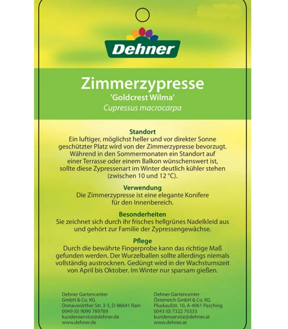 Dehner Terrassenpflanzen|Grünpflanzen - Zimmerzypresse 'Goldcrest', Pyramide Hellgrün