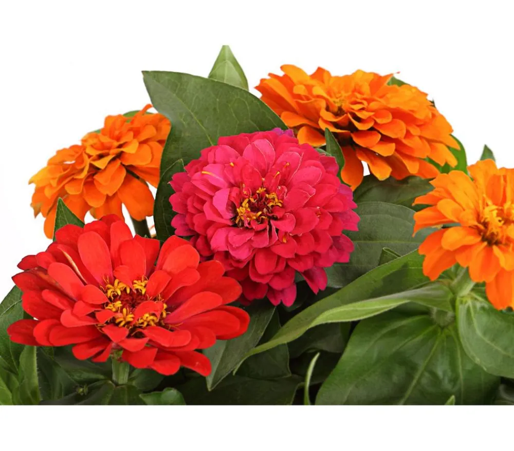 Dehner Sommerblumen > Zinnie, 6er Schale