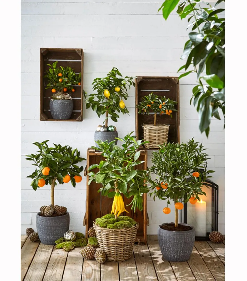 Dehner Zitruspflanzen|Terrassenpflanzen - Zitronat-Zitrone 'Buddhas Hand' Gelb