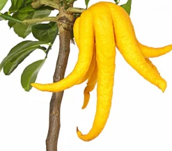 Dehner Zitruspflanzen|Terrassenpflanzen - Zitronat-Zitrone 'Buddhas Hand' Gelb
