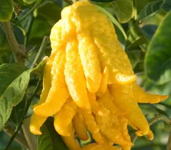 Dehner Zitruspflanzen|Terrassenpflanzen - Zitronat-Zitrone 'Buddhas Hand' Gelb